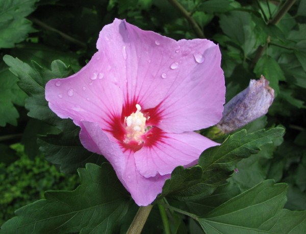 Inspiriert von Monikas schöner Hibiskusblüte...