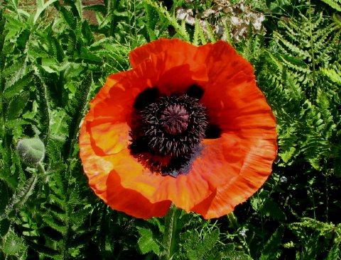 Mohn