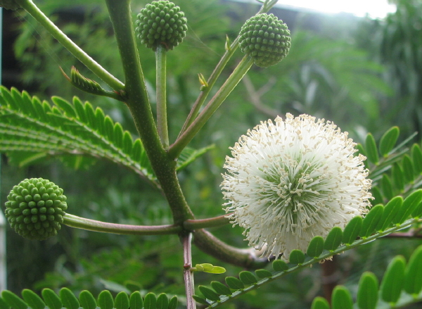 Knospe und Blüte