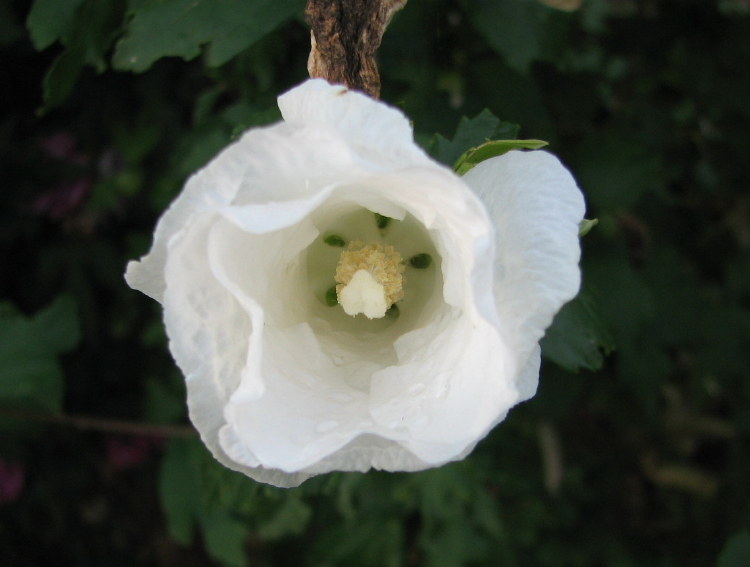 Hibiskus