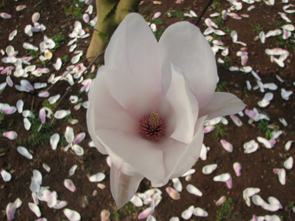 Magnolienblüte