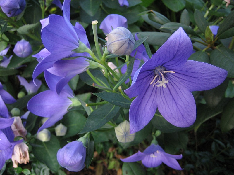 Blaue Ballonblume