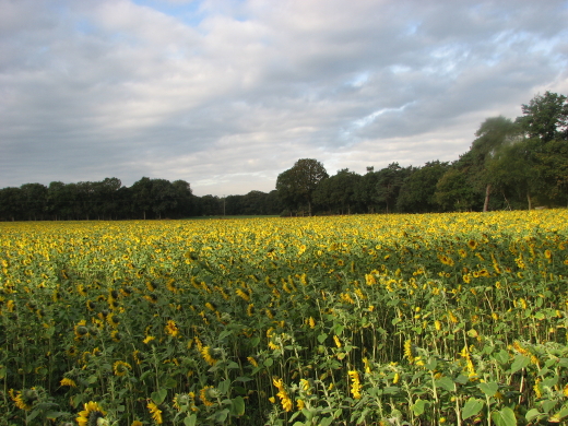 Sonnenblumen