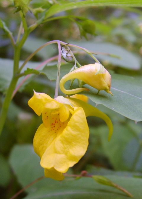 Impatiens noli-tangere