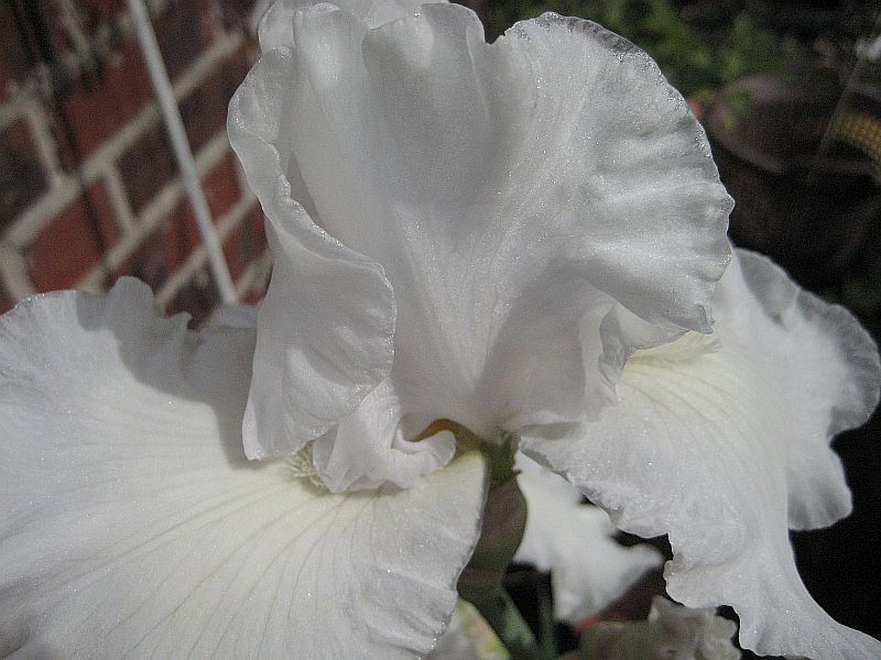 Iris germanica 'Snow Festival'