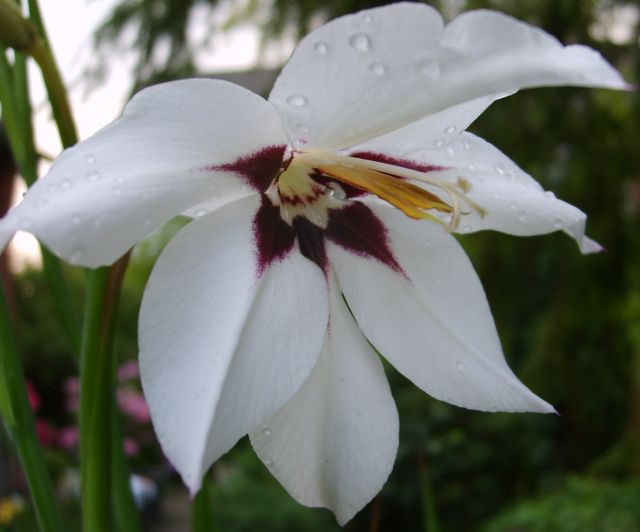 Ixia tricolor, Klebschwertel