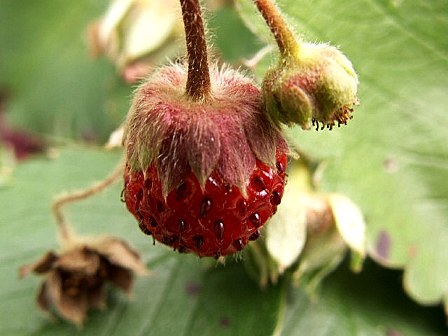 Erdbeeren im September