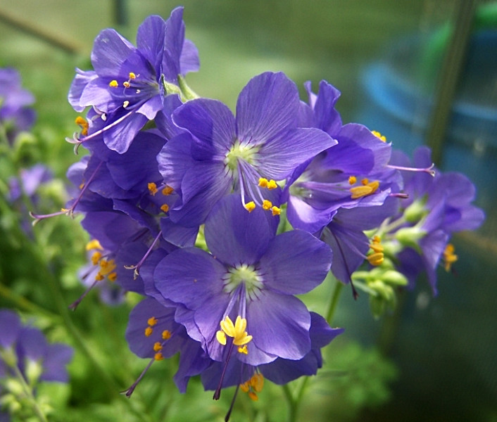 Polemonium Caeruleum " Blue Pearl "