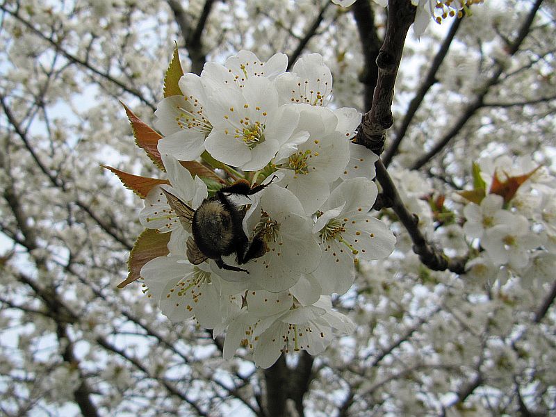 In Kirschblüten schwelgen ...