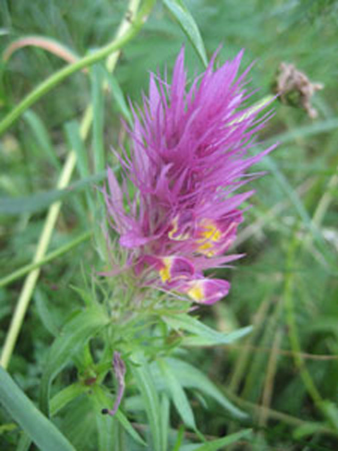 Gruß aus meiner Blumenwiese