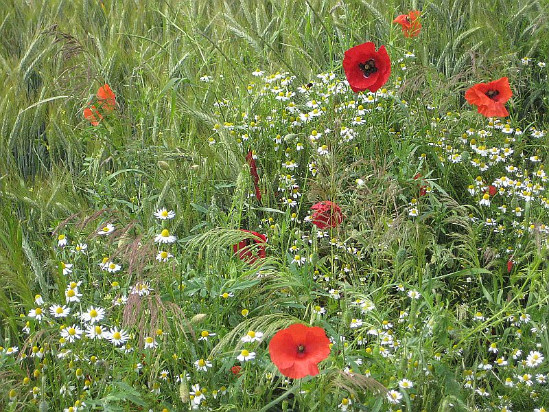 Mohn am Ackerrain, ...