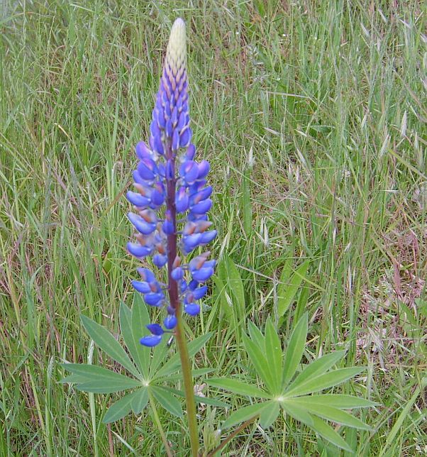 Wildlupine für Lupinenfreunde