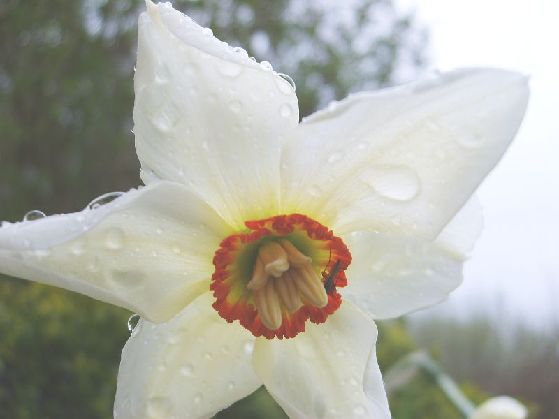 Dichternarzisse im Regen