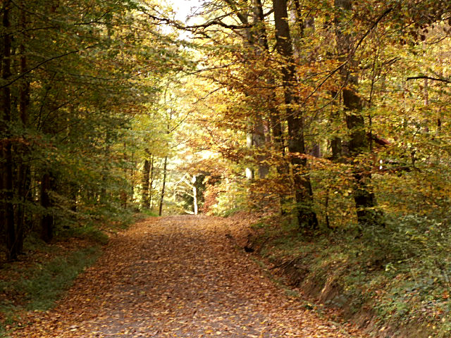 Herbstwald