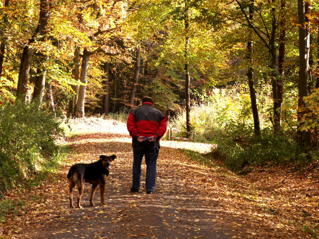 Herbstwald