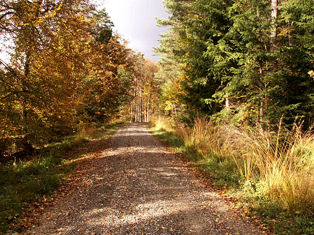 Herbstwald