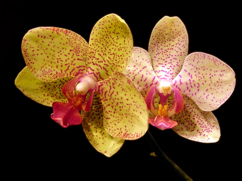 Phalenopsis