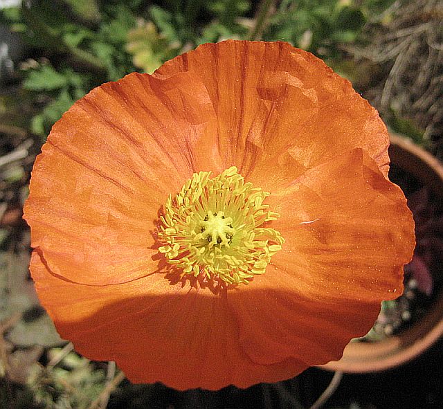 Islandmohn