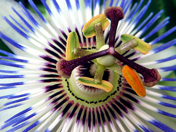 Passiflora caerulea