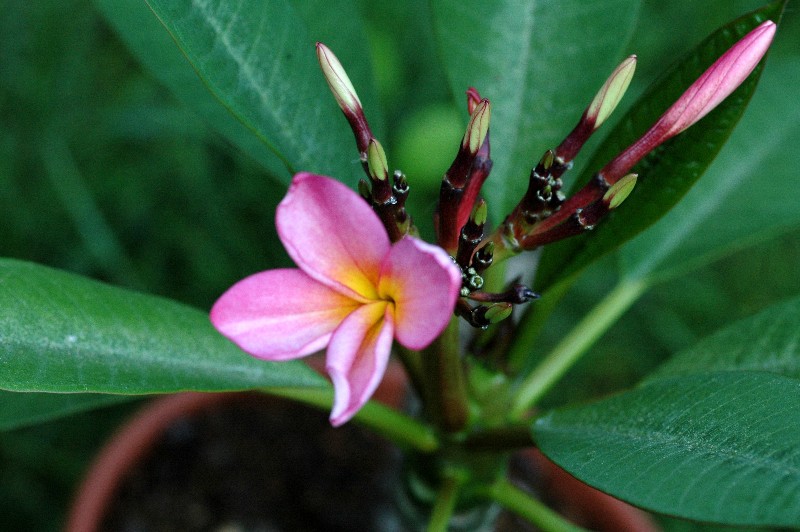 Tempelblume/Plumeria/Frangipani