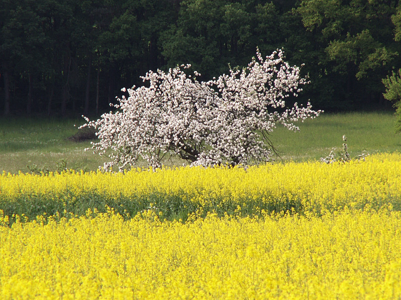 Rapsfeld mit Apfelblüte