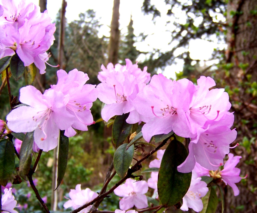 Rhododendronblüte