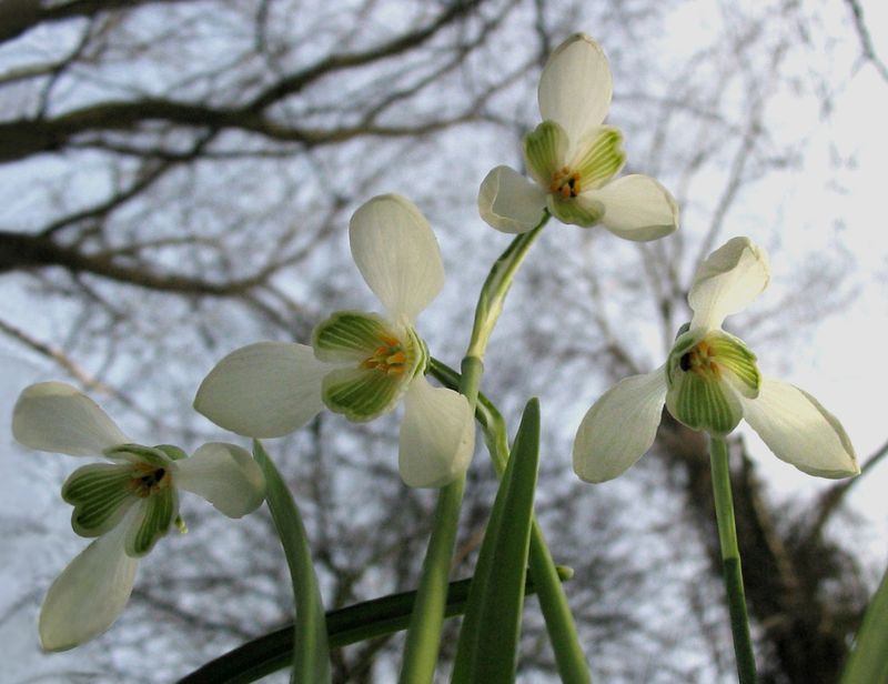 Schneegl?ckchen