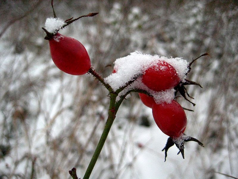 Schneeweißchen und Rosenrot