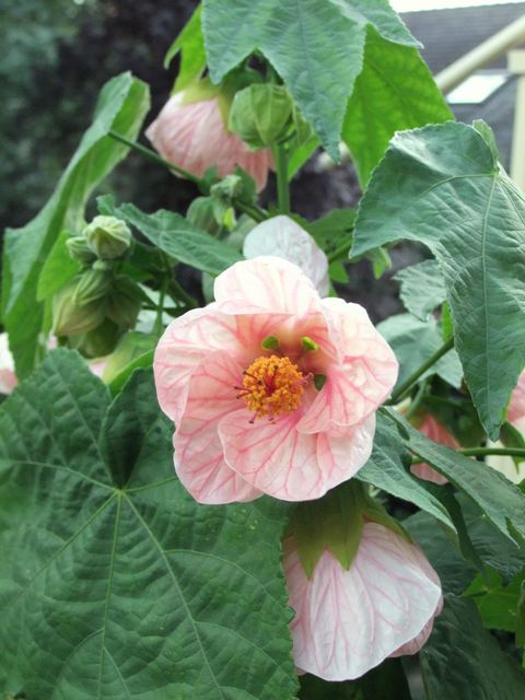 Abutilon Fairy Tales