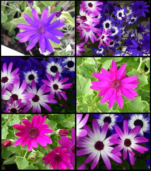 Senetti in magenta (-bicolor) und blau (-bicolor)