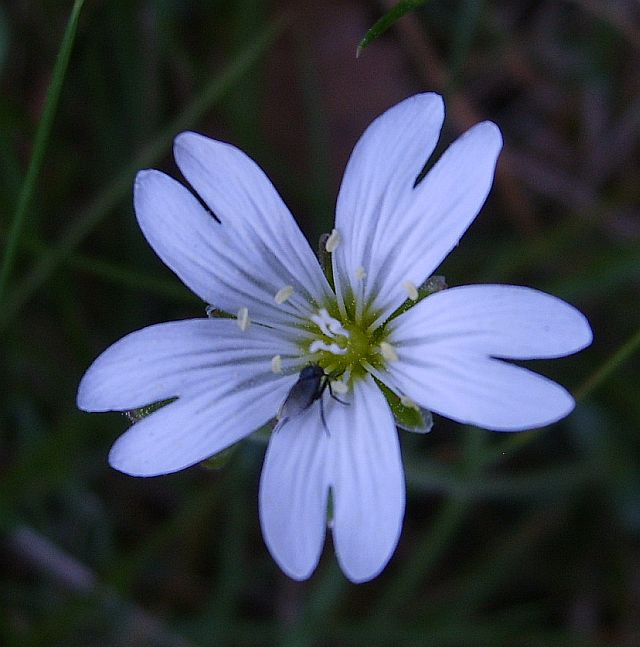 Große Sternmiere