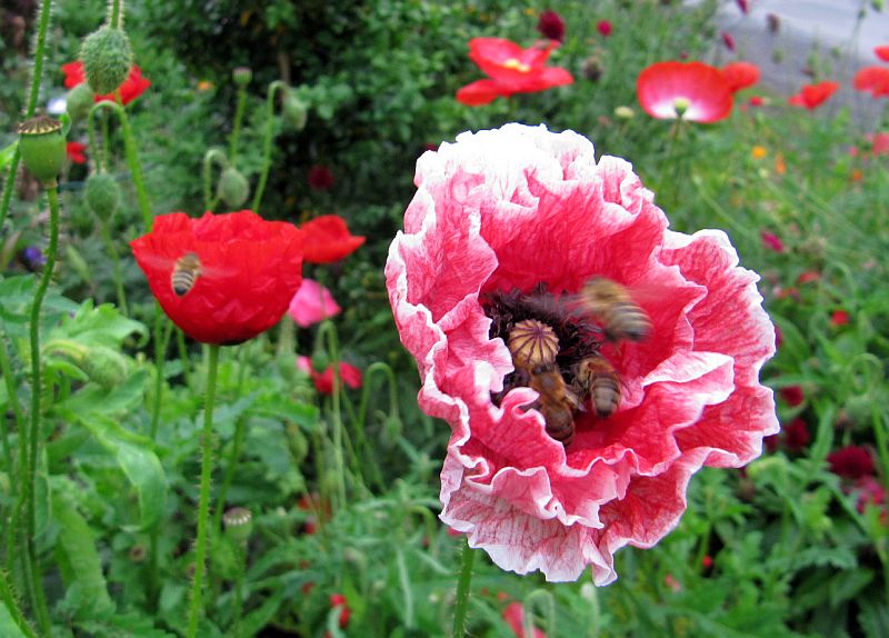 Umschwämte Mohnblüten