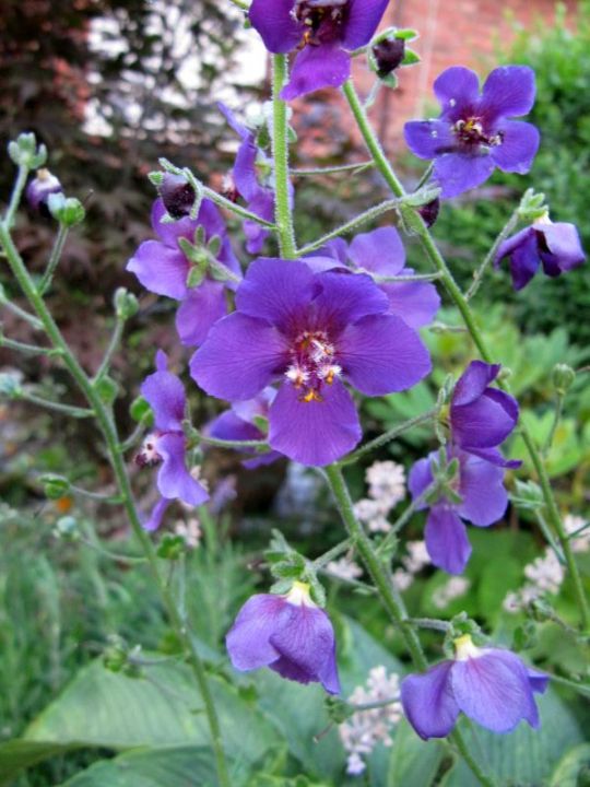 Die Violette Königskerze ...