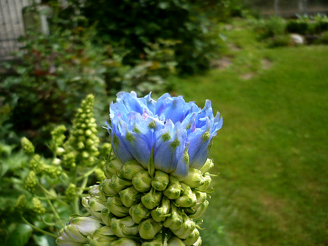 blaue Blüte