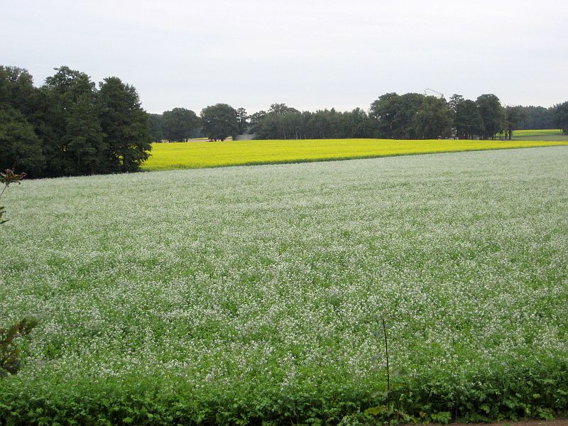 Frühling oder Herbst??