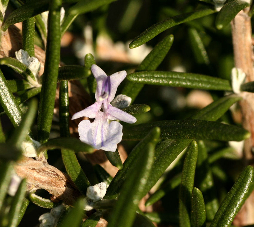 Frühling im Dezember