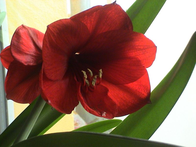 Amaryllis