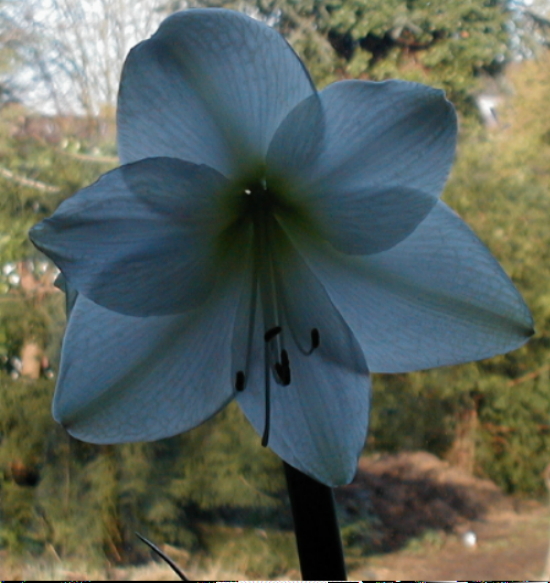 weiße Amaryllis im Gegenlicht