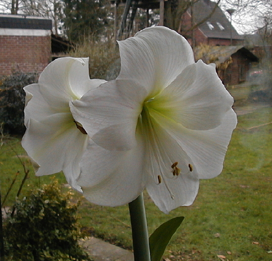 Amaryllis...