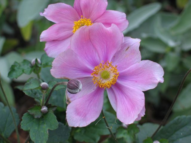 anemonen läuten den herbstbeginn ein