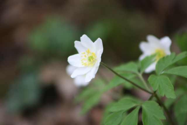 anemone nemorosa