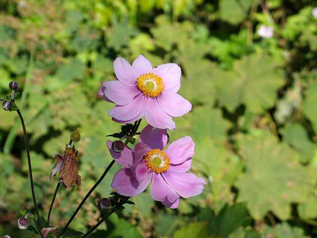 anemone jap. charlotte