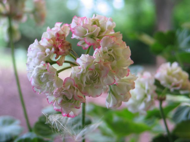 pelargonie