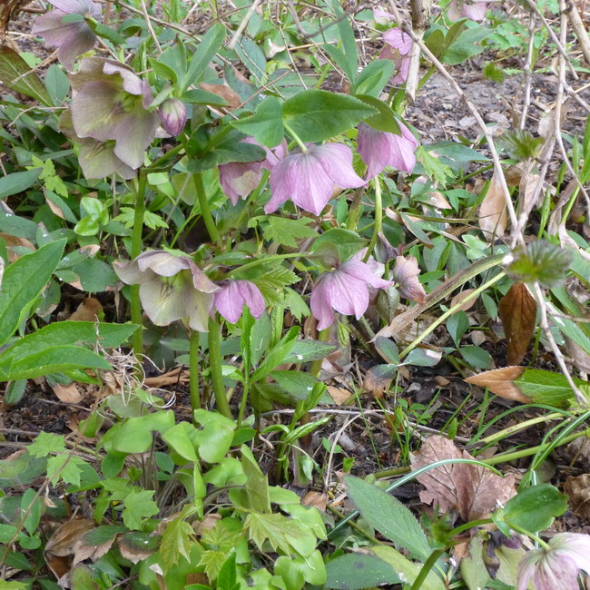 Helleborus dunkle Blüte