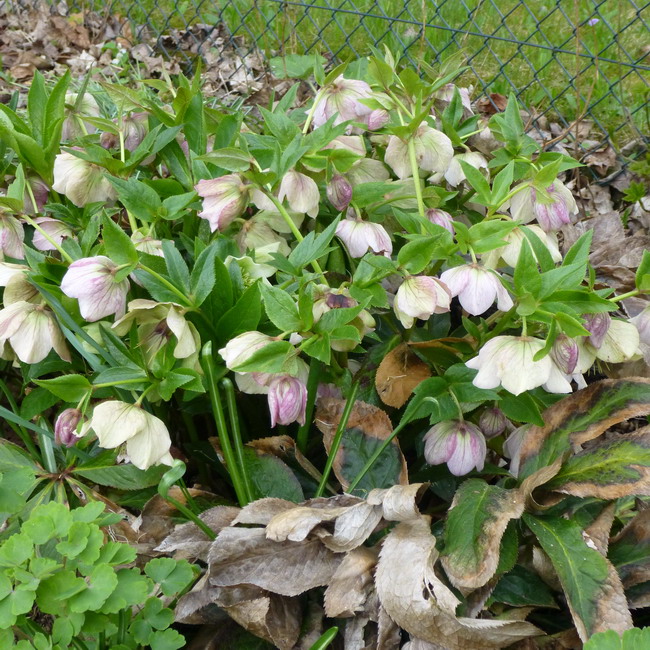 Helleborus helle Blüte