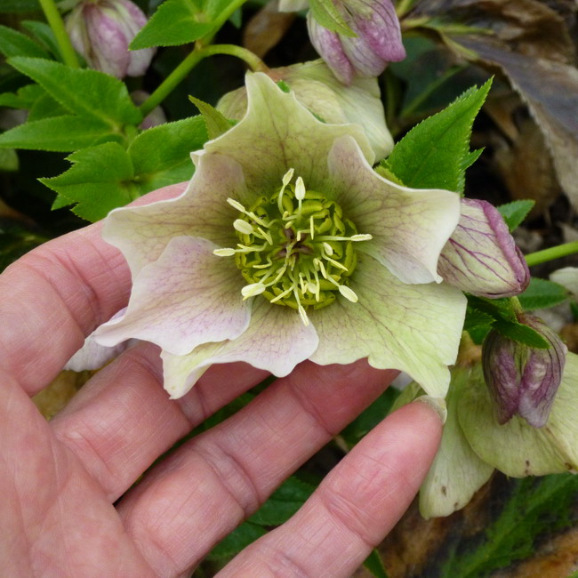 Helleborus