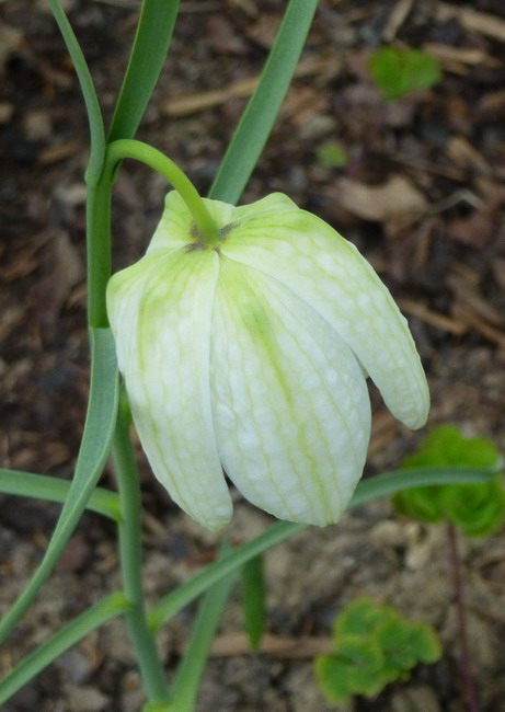 Schachbrettblume weiss