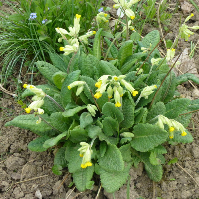 SchlÃ¼sselblume