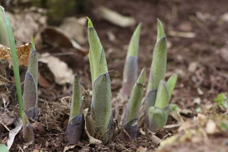 hosta hosta hosta