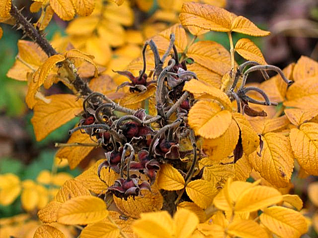 rosenlaub im herbst